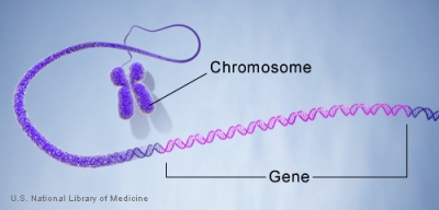 geneinchromosome